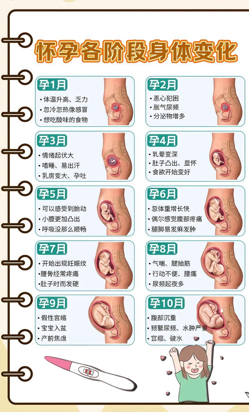 揭秘供卵代孕妈妈怀孕小腹分两节，孕期变化的奥秘南通代生机构: